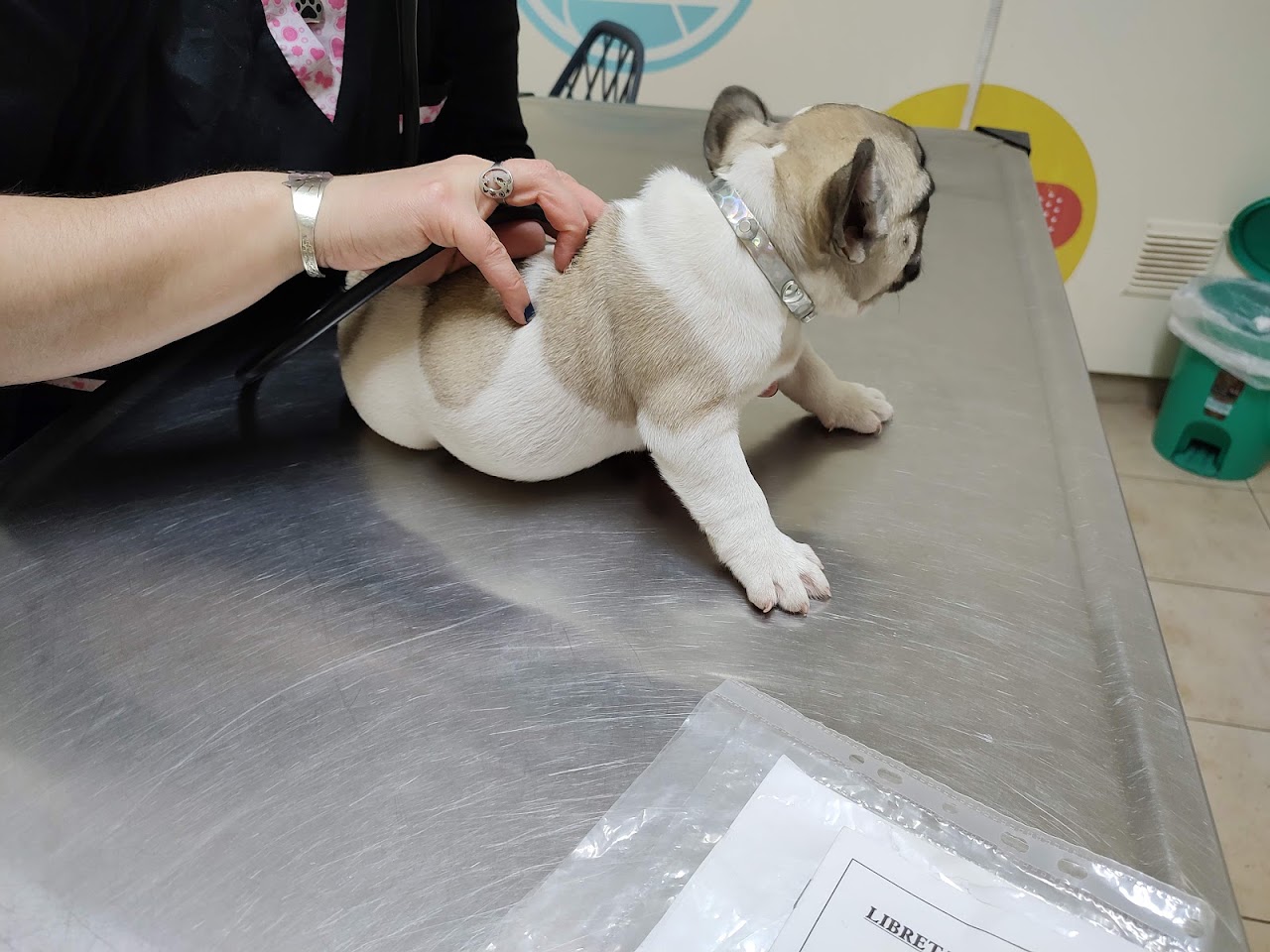 Atención veterinaria profesional y cariñosa en Veterinaria Nahuel